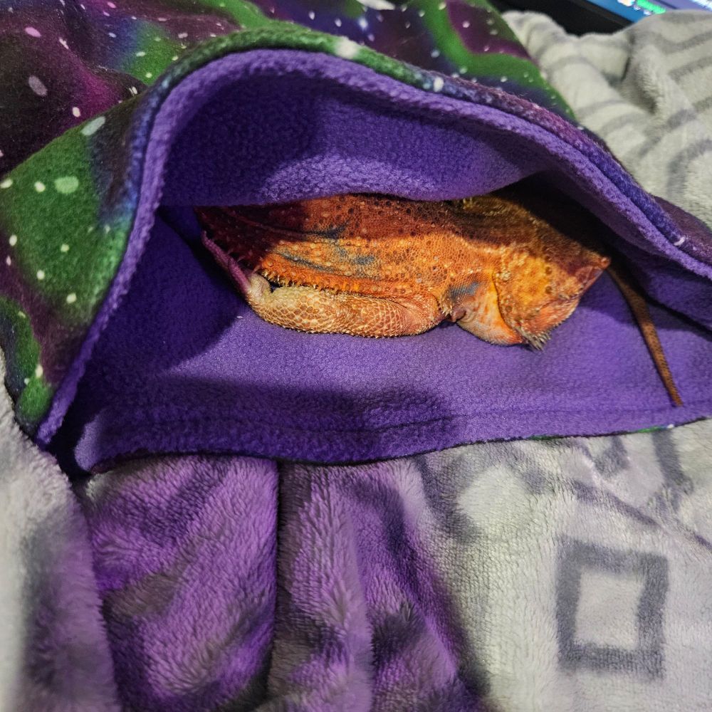Orange bearded dragon sleeps in a small fleece sleeping bag.