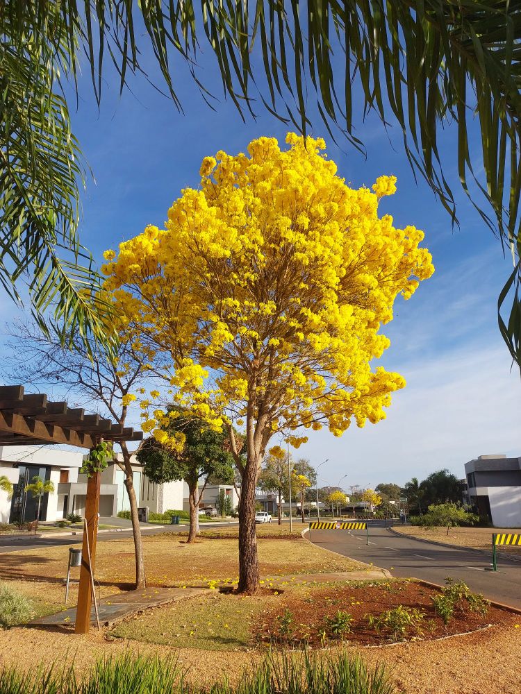 Foto de um ipê amarelo carregado de flores e a o fundo o céu azul com poucas nuvens