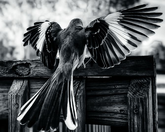 Mockingbird from the back with wings extended & tail flared, as it lands on a wood railing at the edge of a forest in Tennessee 