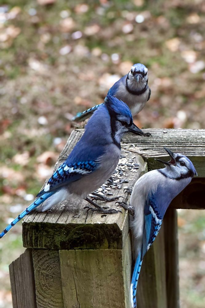 A trio a blue jays bickering over breakfast 
Tennessee - 1/7/25