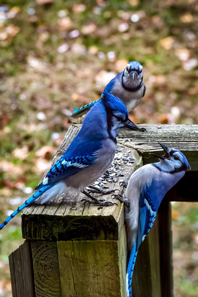 A trio a blue jays bickering over breakfast 
Tennessee - 1/7/25