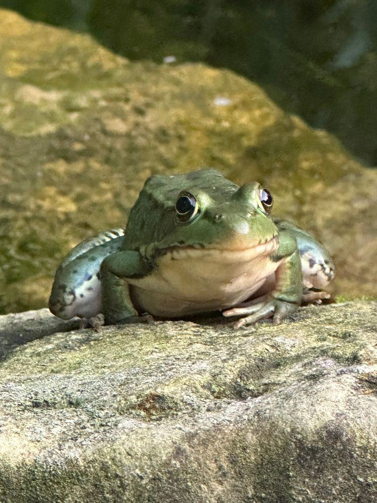 A simple green frog sits on a rock.
