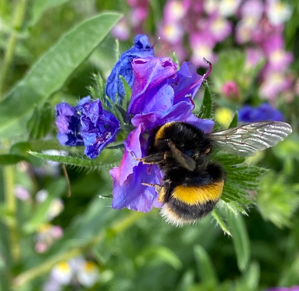 Buff-tailed bumble bee on Viper’s Bugloss. 