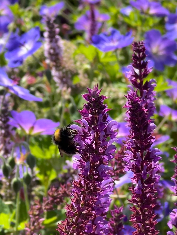 A buff-tailed bumble bee on a purple spike of purple salvia 