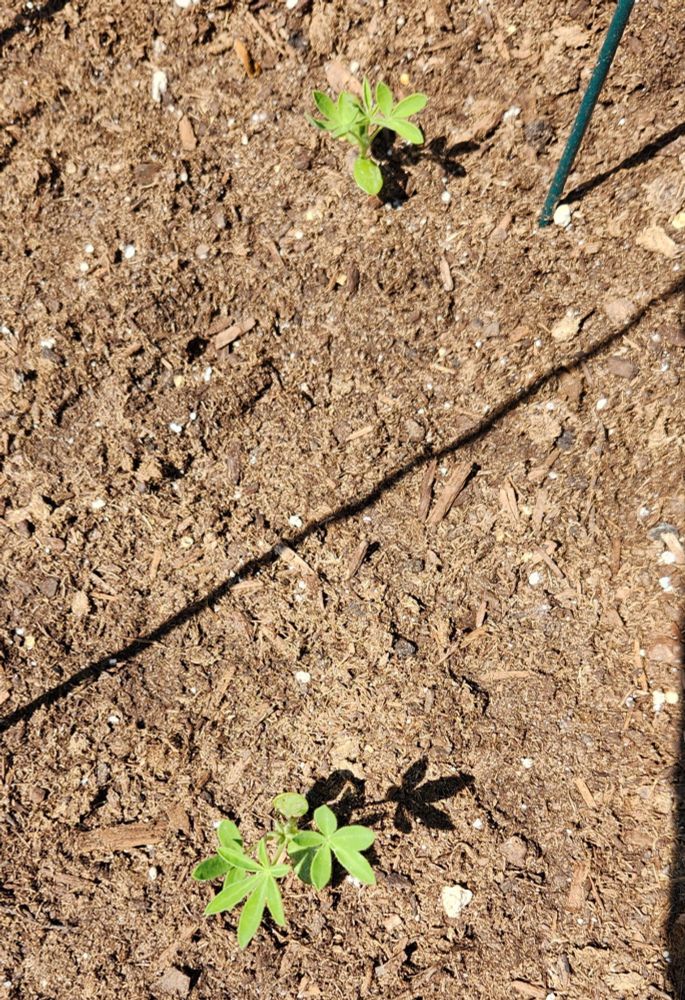 The 2 little lupine seedlings that could. Each seedling has 2 small leaves and 2 slightly larger 5 pointed star, accordian-fan shaped leaves.