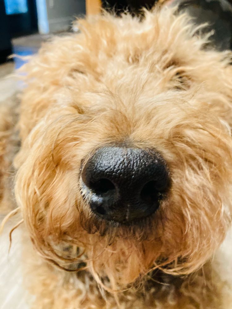 A close up of the nose of an aerdale terrier. His eyes are almost imperceptible behind his wild fur.