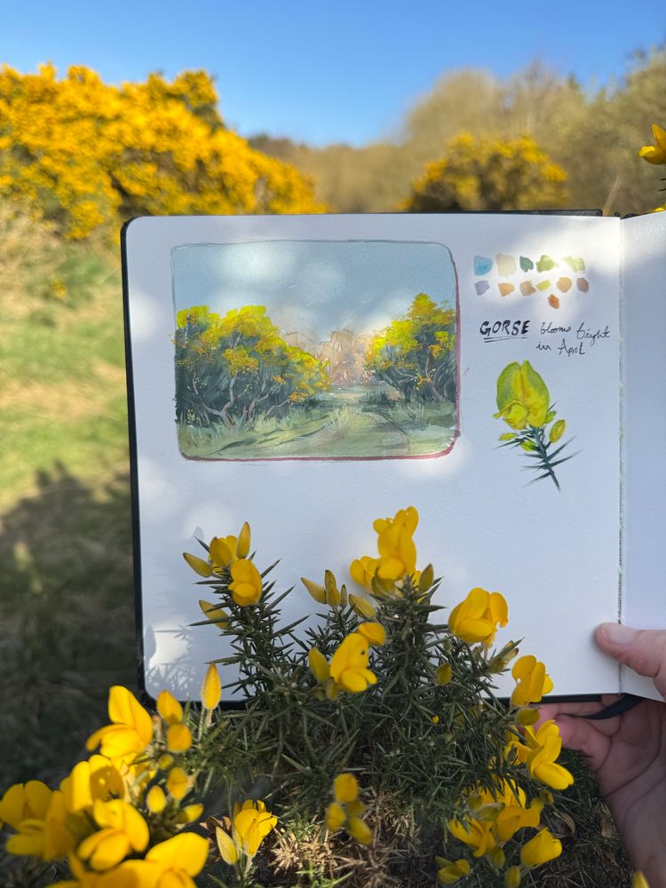 Gorse painting with gouache 