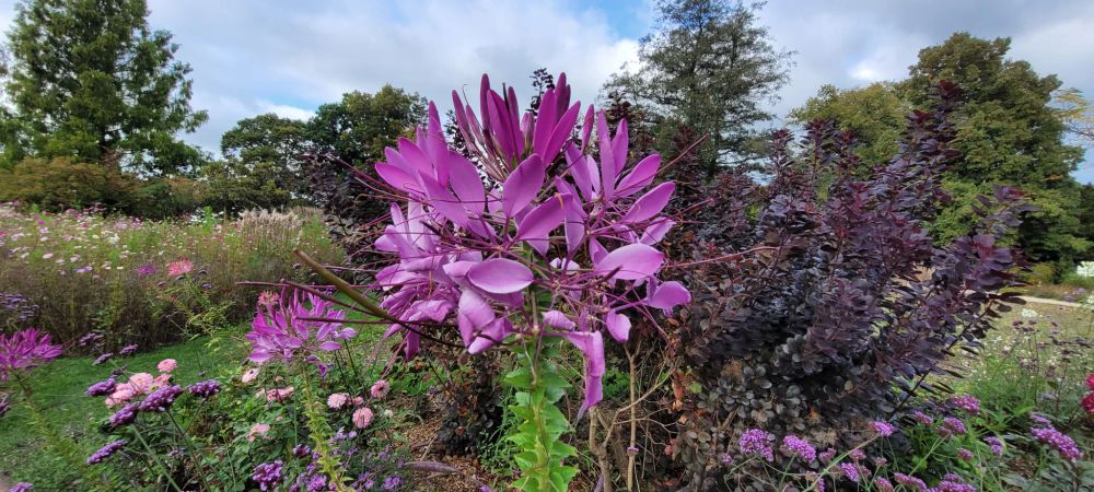 Blumen im Stauengarten