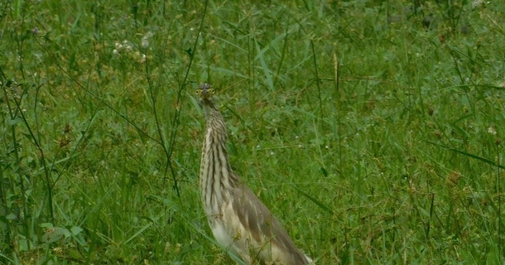 WALKABOUTSVERSE 95 OF 230
