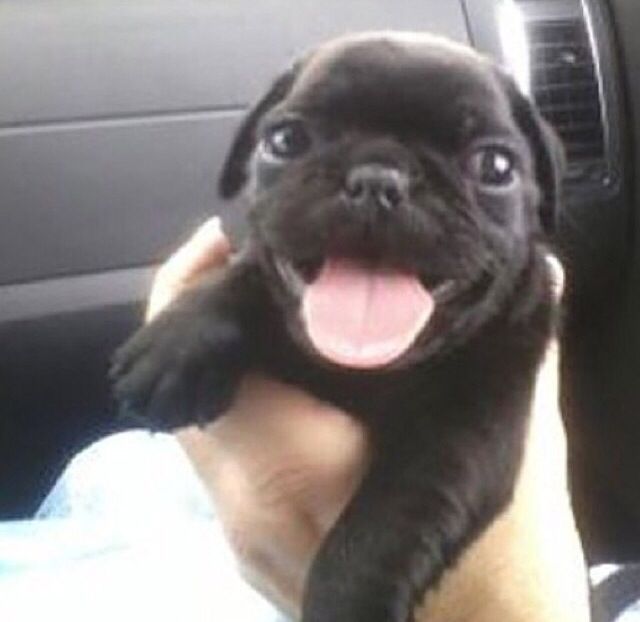 estatico cachorrinho preto com a língua de fora 