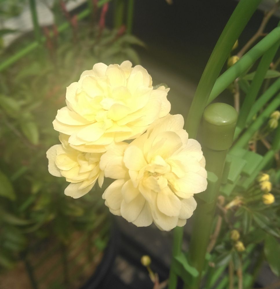 黄色いモッコウバラの写真です。