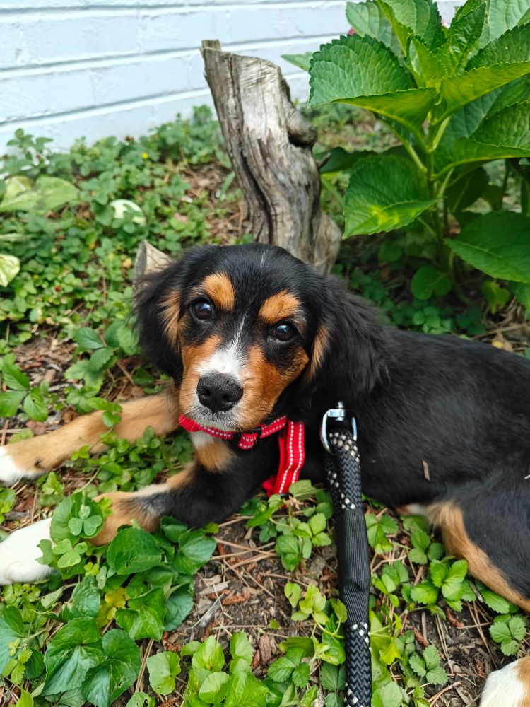 A photo of a puppy sitting among some wild strawberry plants. He's black with white-tipped paws and brown around the eyes and muzzle. He's a cross between a Cavalier King Charles and a Bernese Mountain dog.