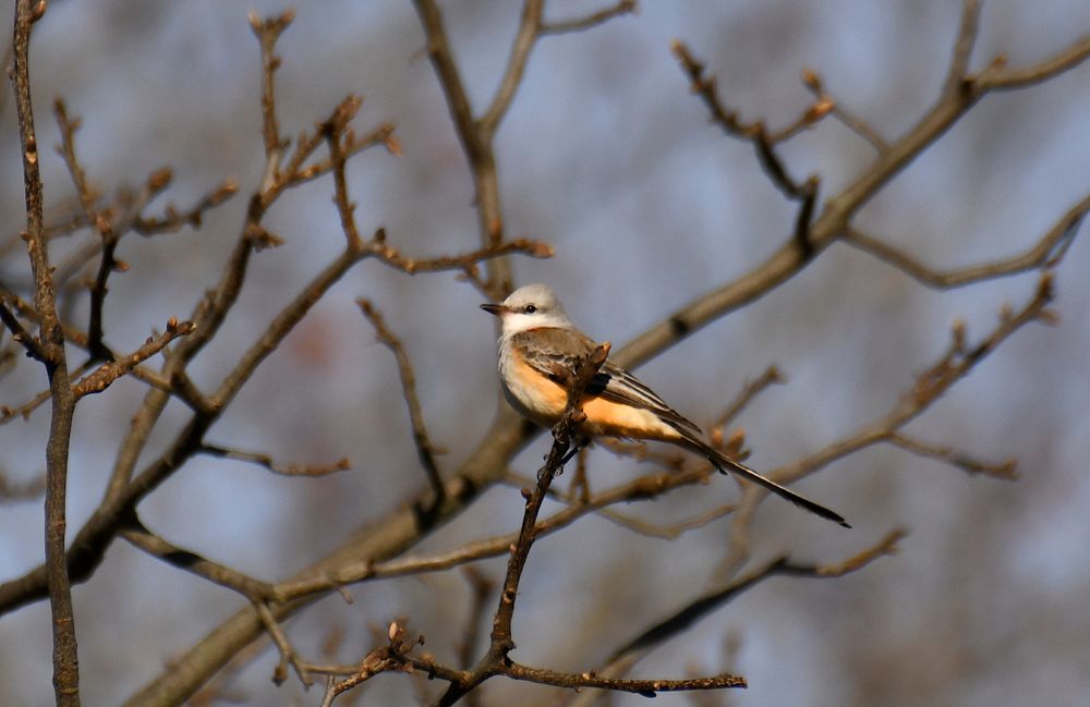 Scissor-tailed Flycatcher perched in a bare tree