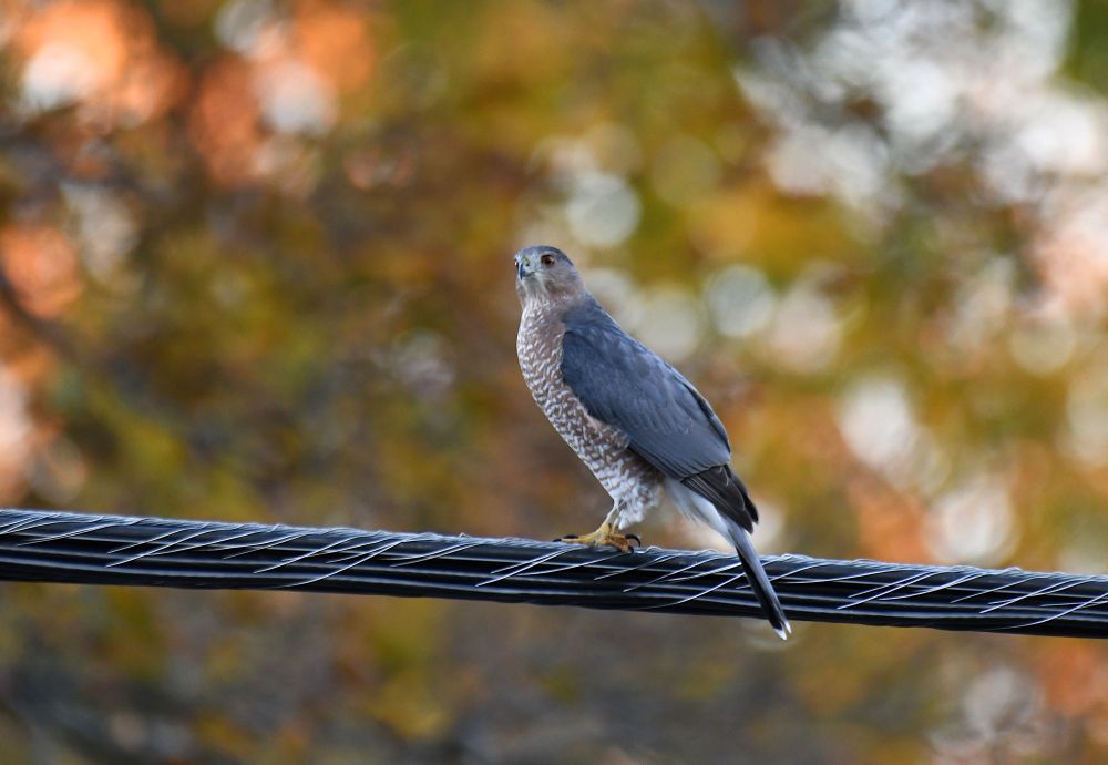Cooper's Hawk perched on a bundled powerline