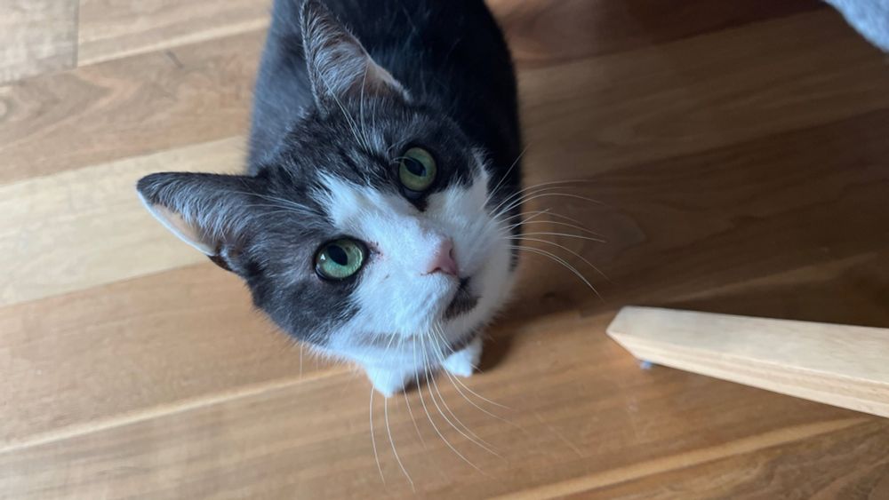 Das Bild zeigt eine schwarz-weiße Katze mit grünen Augen, die neugierig in die Kamera blickt. Sie steht auf einem Holzboden, und am rechten Bildrand ist ein Teil eines Möbelstücks aus Holz zu sehen. Die Katze wirkt aufmerksam und interessiert.