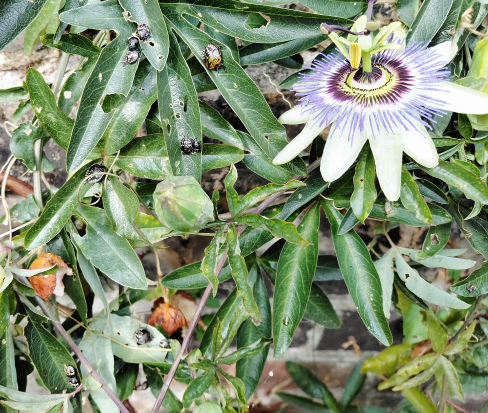Southern Greenshield Bugs on passionflower

