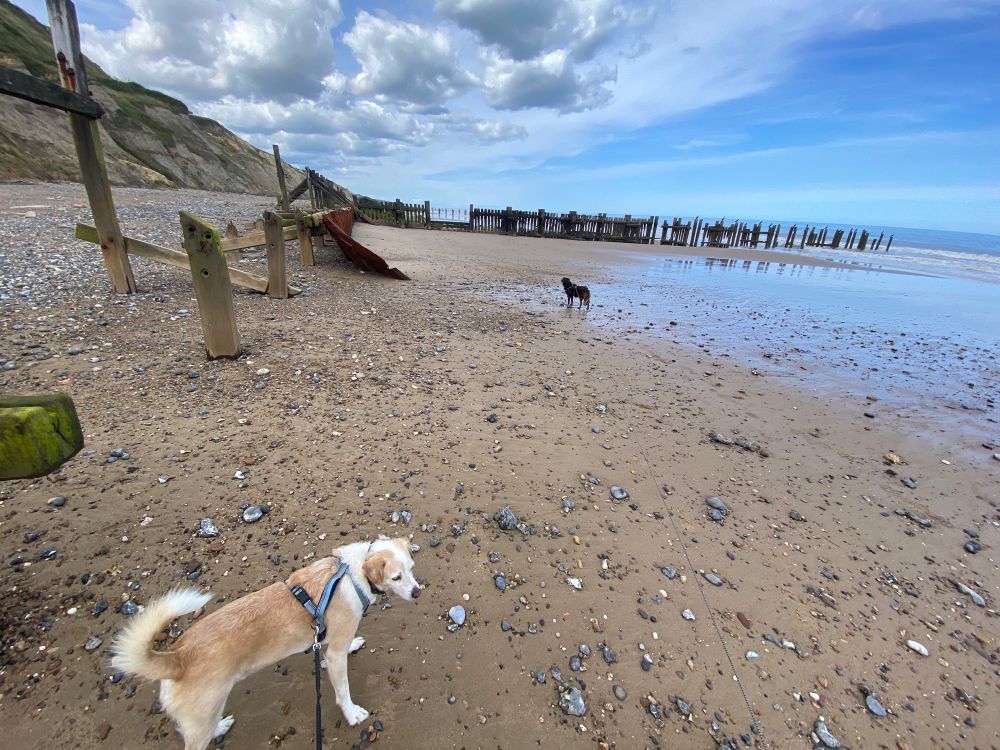 Our dogs on Trimingham Beach
