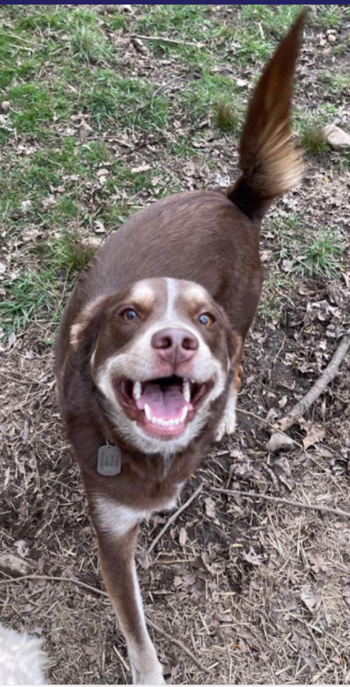 You might not be able to see him, but trust me, he’s the cutest dog ever.