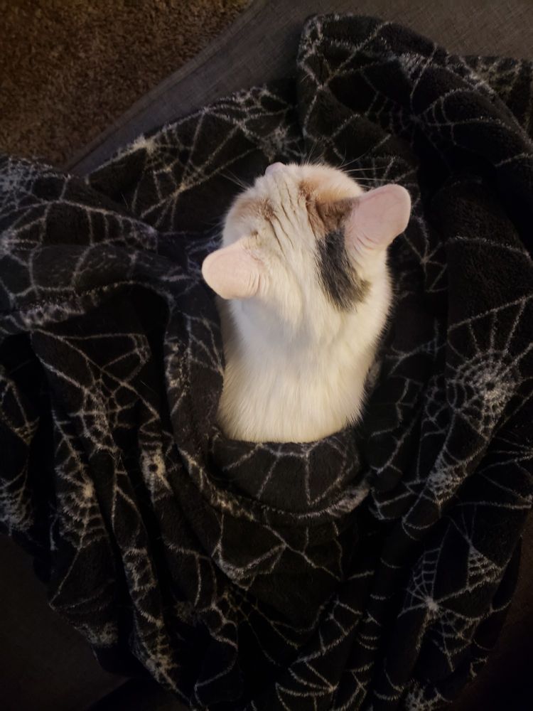 A cozy little white cat with tan and grey head spots, curled up in a fuzzy spiderweb print blanket.