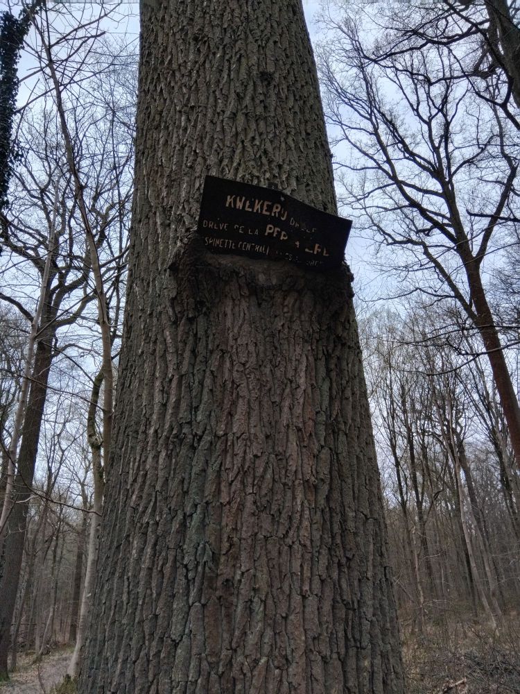 A tree eating a road sign. 