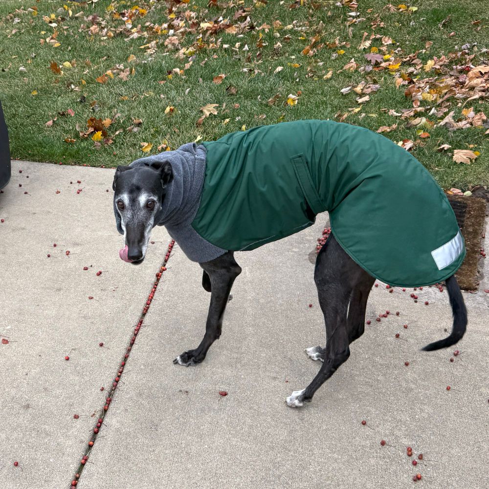 A gray based black greyhound wearing a green winter coat