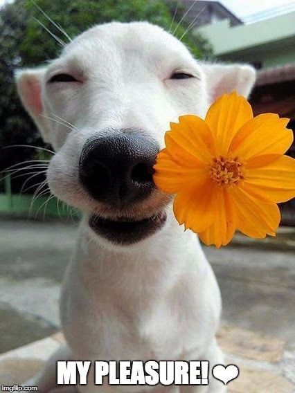 Happy smiling dog with it's eyes closed, holding a golden colored flower in it's mouth with a message 