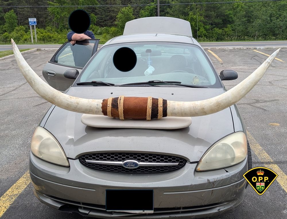 A Ford Taurus with giant horns mounted to its hood