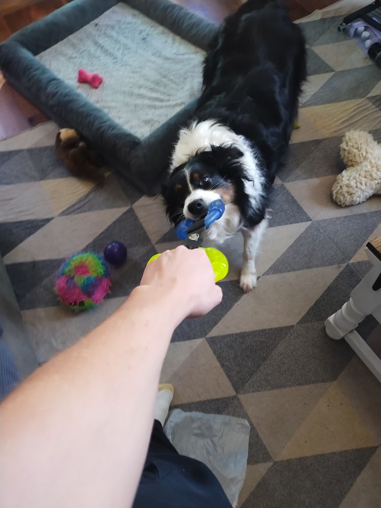 A tri color Australian Shepherd dog playing tug with her owner's hand and arm in frame 