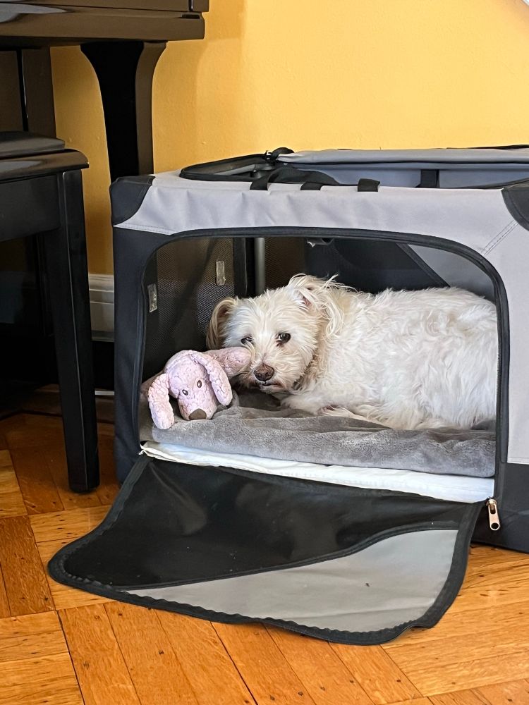 Rosie the white dog curled up with her stuffed animal staring reproachfully at the photographer