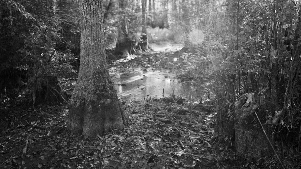 An extraordinary historical collaboration sees Nat Turner's slave rebellion in a prophetic light 