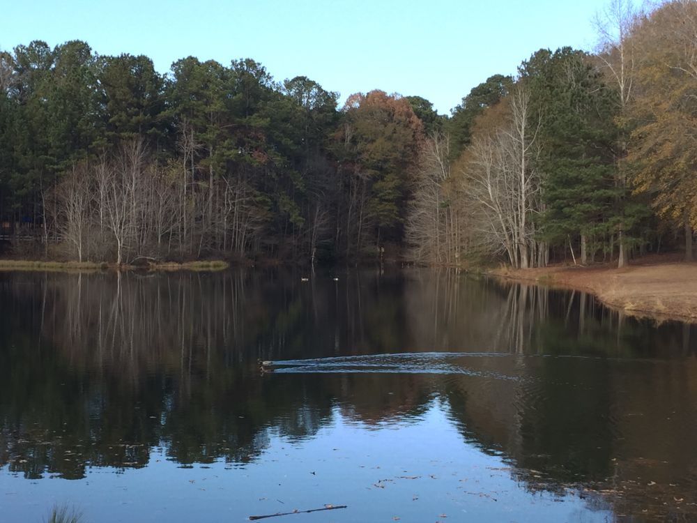 Calm pond with duck gliding through.  Dense trees in the background 