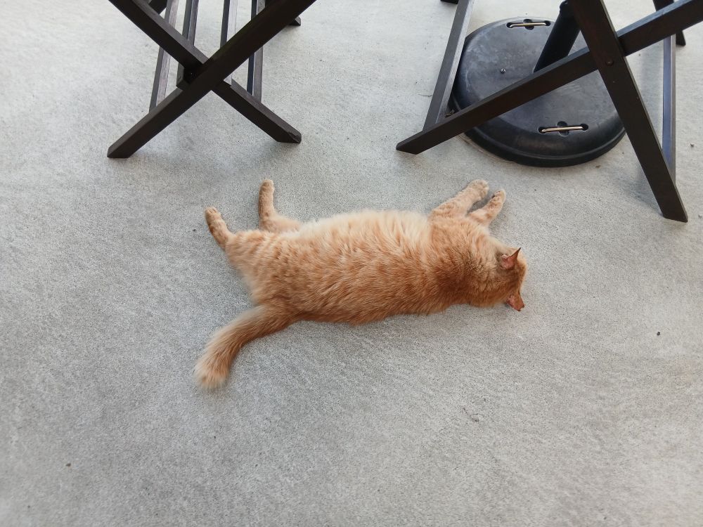 ginger cat lying on the floor