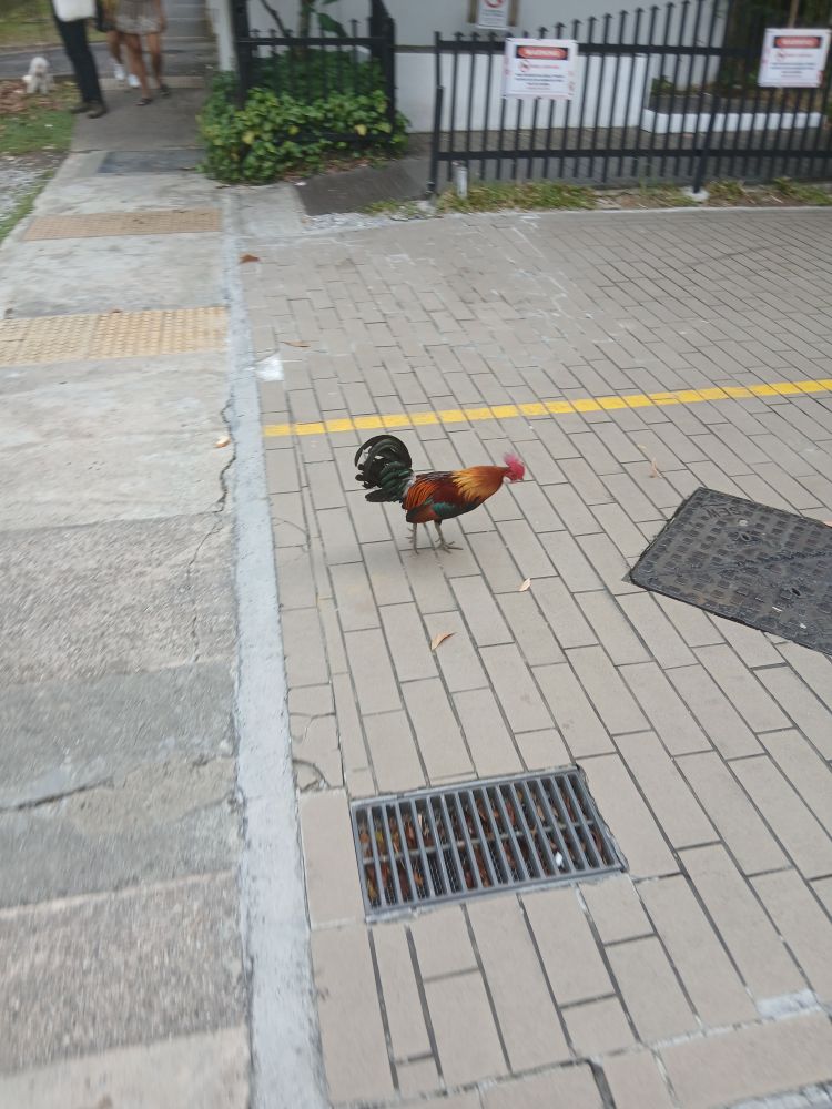 chicken crossing the road