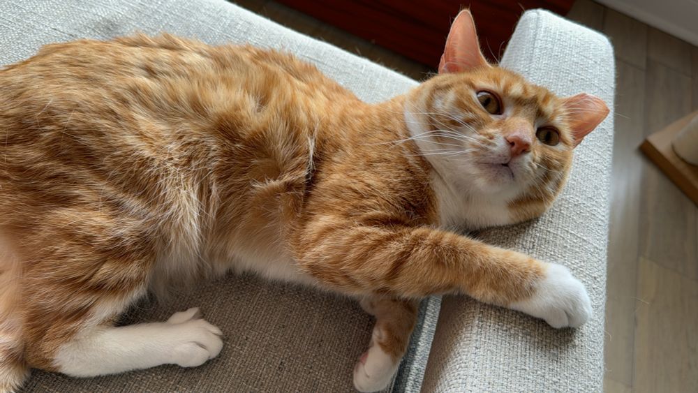 Heated lays on a fabric bench, her paw on the side, lounging and expecting pets.