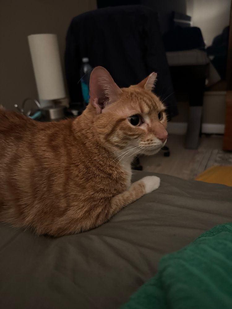 Heater “Babycat” Abughazaleh lays blissfully ignorant on the bed, unaware of her human’s burning need to cling her close to the chest like a child’s stuffed animal for even more kisses.