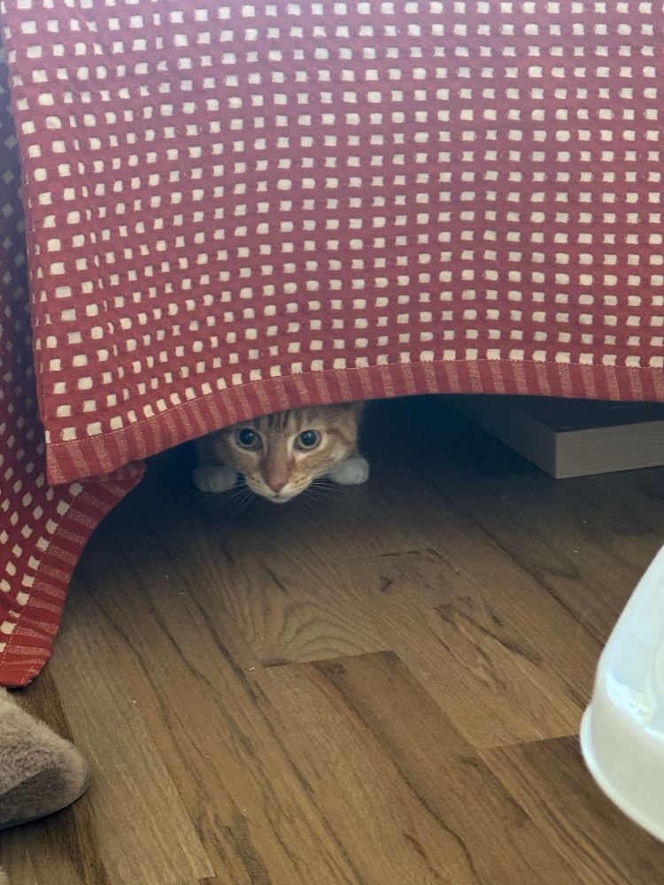 A closer shot of Heater. She looks like a very serious kitty.