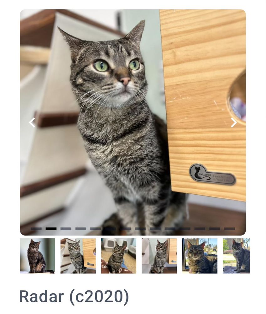 Radar the cat