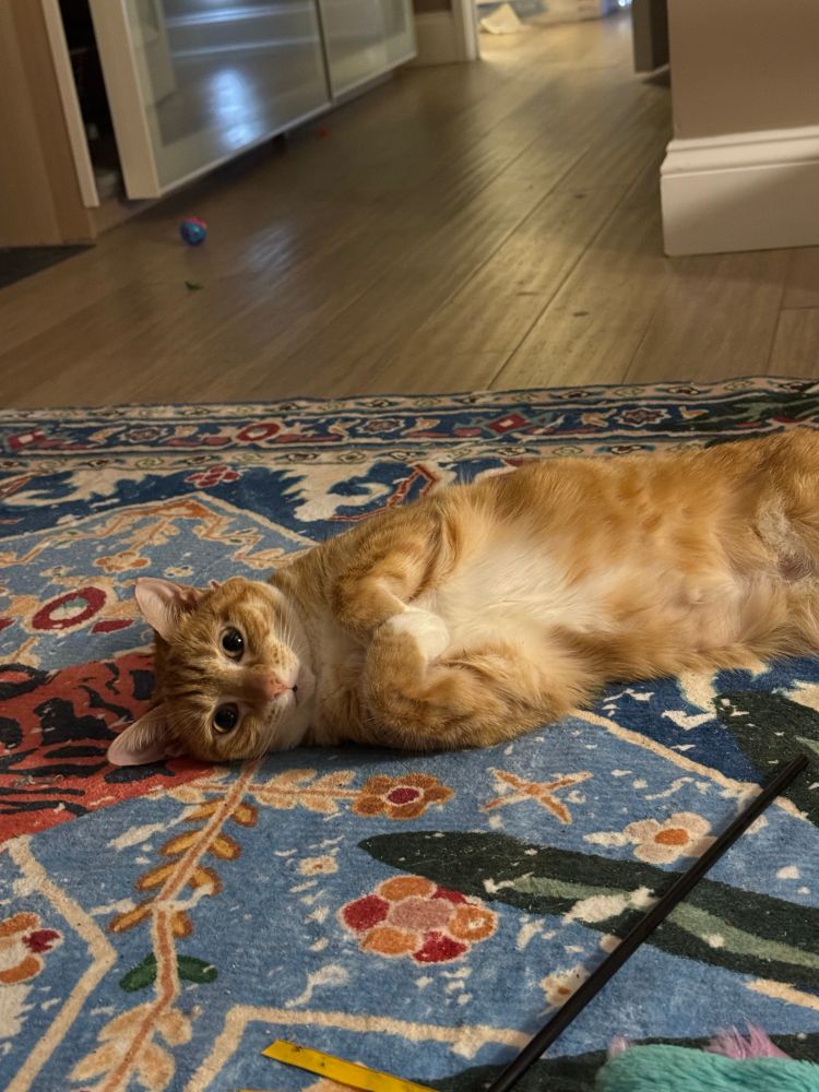 Heated lays on her side on a rug that looks like a tiger, her little white mittens folded into her soft kitty chest.