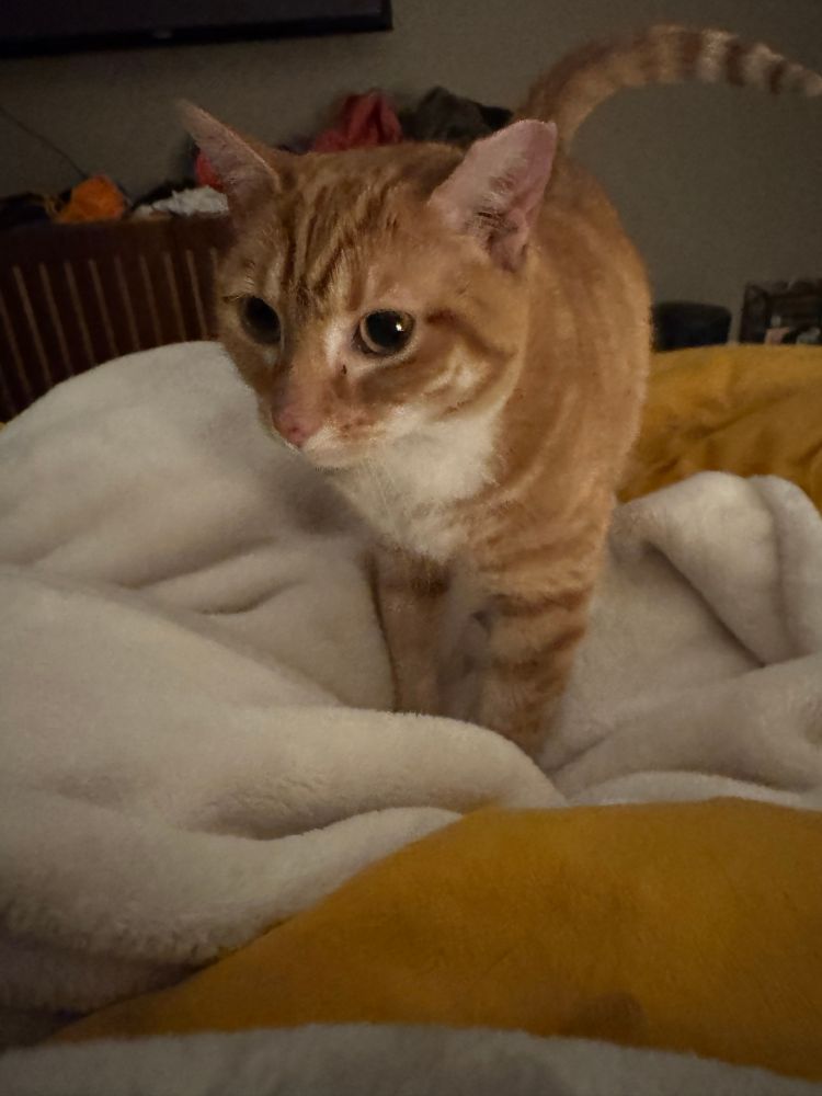 Heater, a sweet orange cat with a pink little nose, standing majestically on a white Sherpa blanket