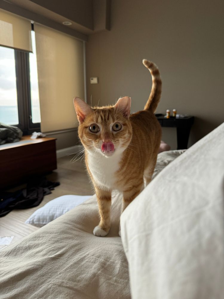 Heater, an orange tabby with a white chest and little mittens, stands at attention on the bed, staring at me with her tongue in mlem formation.