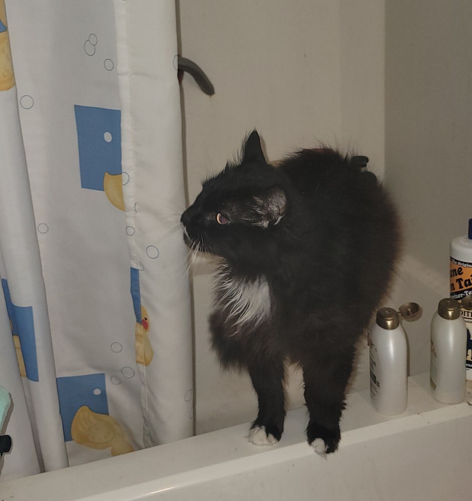 Black and white cat standing on the edge of a bathtub 
