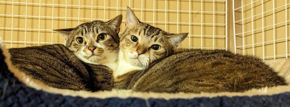 まるでプリキュアのように頬を寄せ合うキジトラの兄弟猫の写真