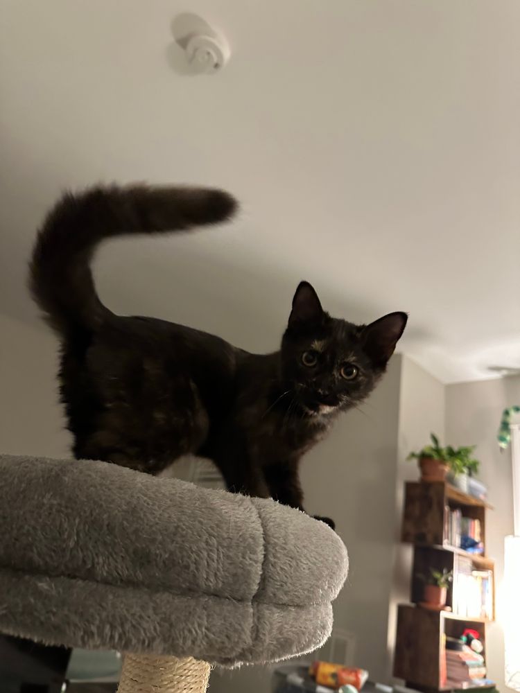 A tortie kitten standing with her tail curved in the air. She looks solid black except for her little eyebrows, a small patch of white or yellow on her chin, and her barely visible eyes. 