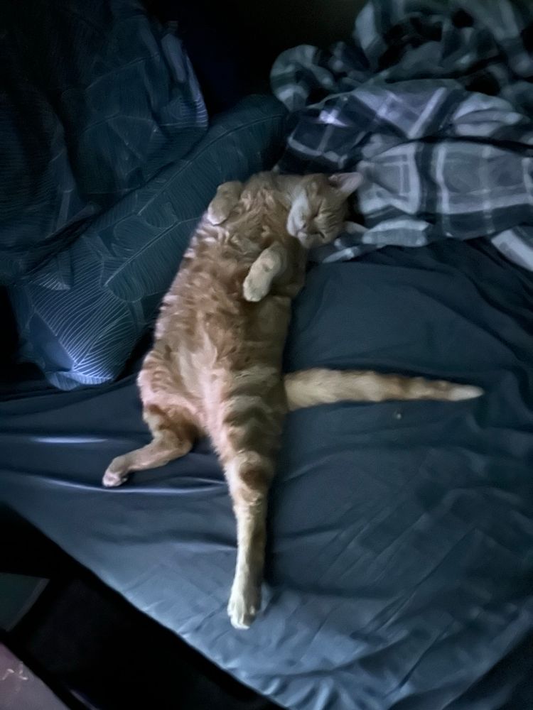 Orange tabby laying on his back with one leg stretched out straight, and his tail at a right angle to the side. Silly goofy boy