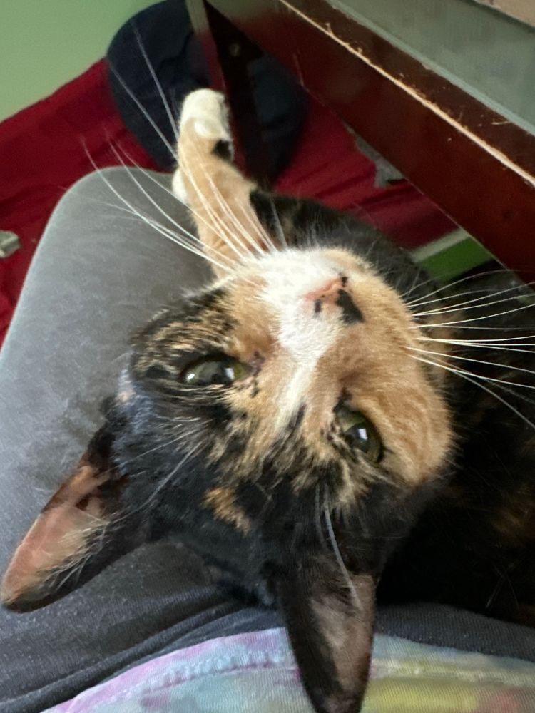 A sweet calico kitty gazes lovingly at the camera from the holders lap. She’s looking straight up at the camera, and the photo angle/depth is making her face look just a little bit alien. She is adorable. 