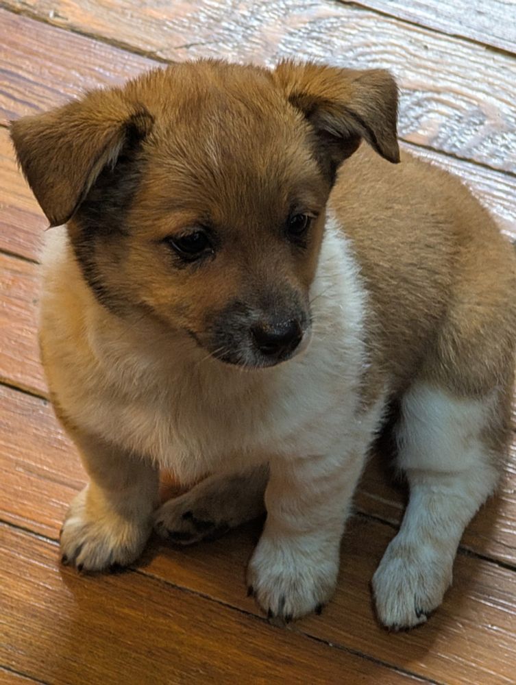 My new puppy got a name today.