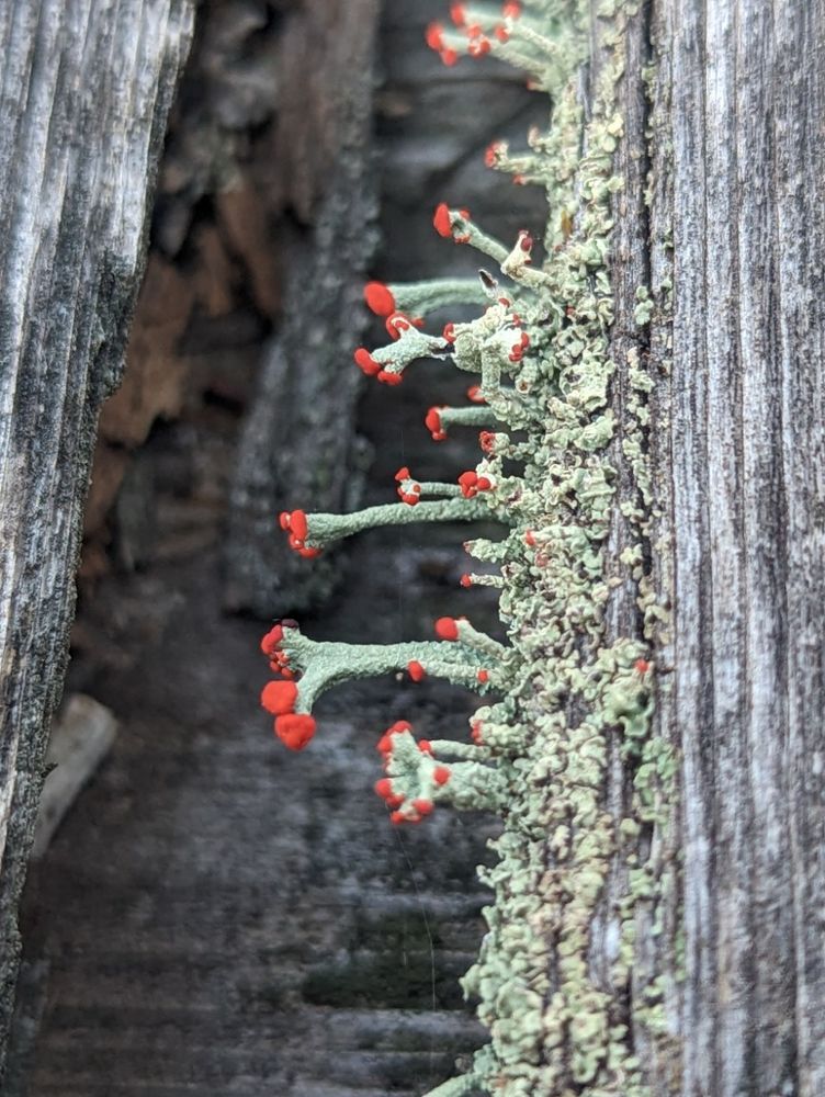 A close-up of a light green lichen with fruiting body stalks terminating in vibrant red apothecia. Growing on a decaying, greyed cedar wood dock