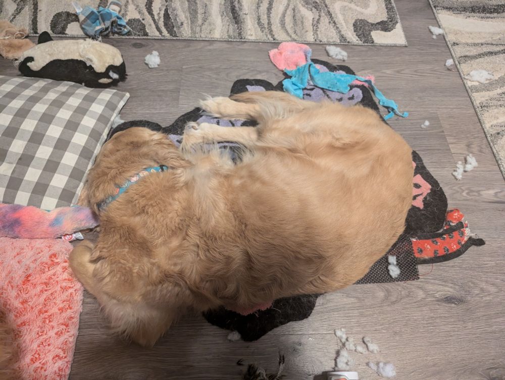 A golden retriever snoozing and curled up to completely cover a small rug on the floor, surrounded by his shredded toys