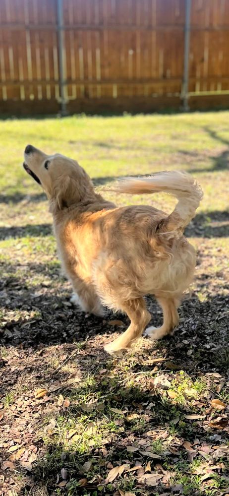 A golden retriever with a fluffy bum excitedly bounding away from the camera