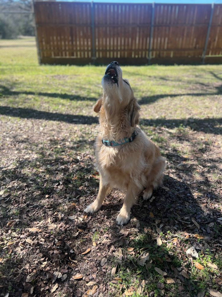 A golden retriever throwing his head back and barking to demand another game of fetch